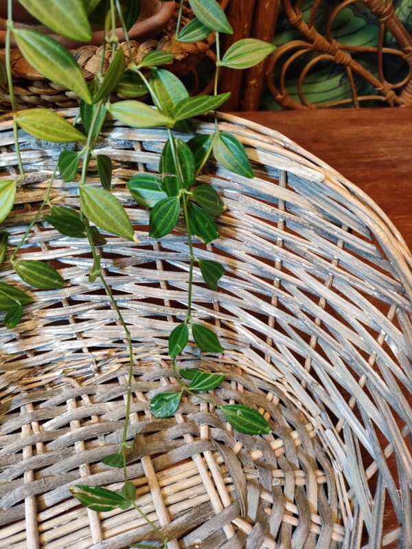 Panier en Osier Tressé Teinte Grise Délavée – Image 6